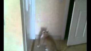 Кот, открывающий любые двери