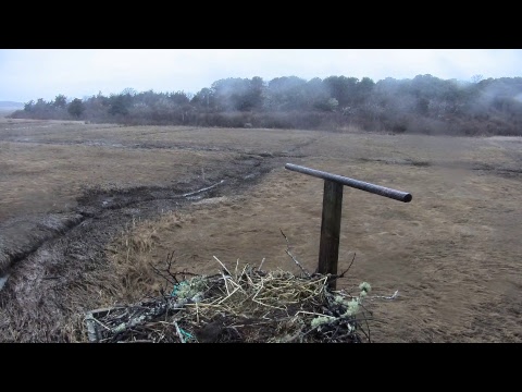 camera iphone 8 plus apk Cape Cod Museum of Natural History Live Stream