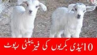 20 teddy goats feasibility report| Modern goat farming|goat farming in pakistan