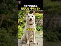 진돗개 펫보험이 먼저? 병원진료 먼저? #진도개