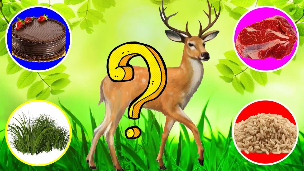 What does this animal eat? Deer Animation Puzzle Guessing Game Find Me