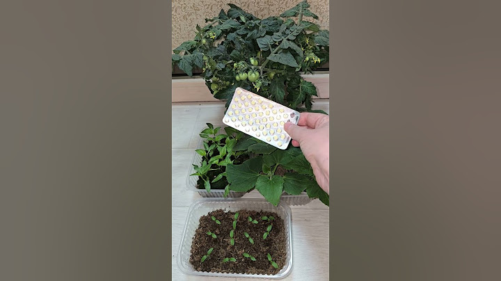 2 таблетки и рассада толстеет на глазах, из чахлой в мощную за пару дней #garden #огород #plants
