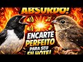 ABSURDO! Papa-Capim Tui Tui Encarte Perfeito Para Seu Filhote! 🔥