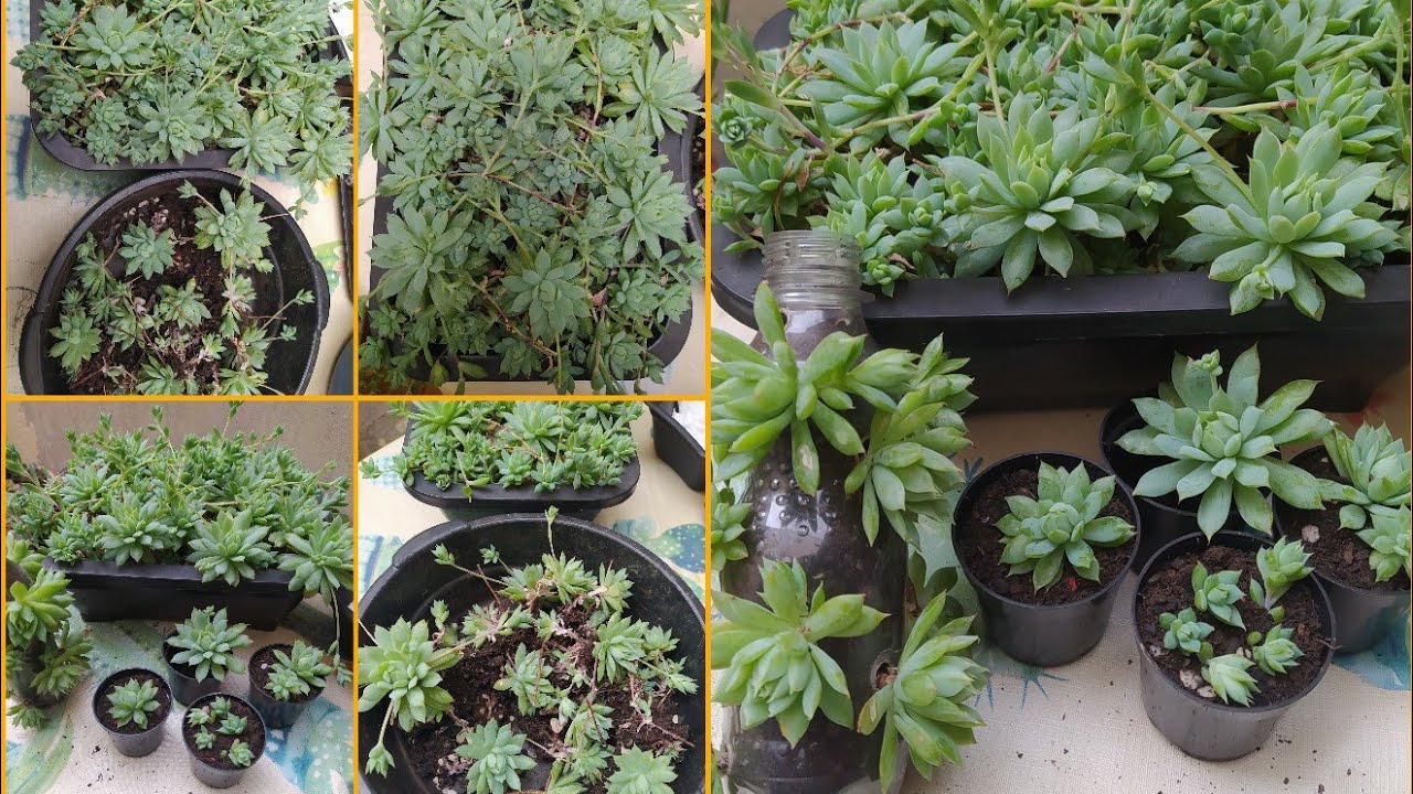 Dicas: De como multiplicar muito mais mudas/Da Suculenta Graptopetalum Macdougalli