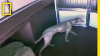 動物保護施設で起きた集団脱走事件 | ナショジオ