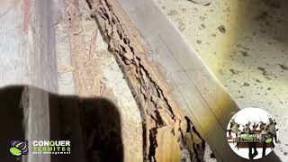 Termites smashing roof timbers - Brisbane