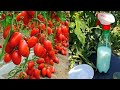 URGENT IN JULY Give This To Tomatoes And Cucumbers And The Leaves Won T Turn Yellow Or Fall Off URGENT IN JULY Give This To Tomatoes And Cucumbers And The Leaves Won T Turn Yellow Or Fall Off