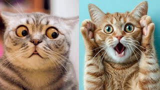 1 HOUR 😻🤯 When EVERYTHING GOES WRONG! Ultimate Funny Cats Fails! 🥰🐾