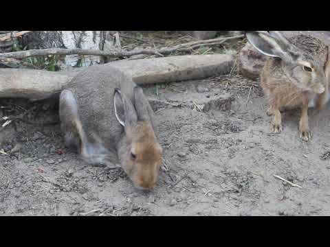 Когда хочется спать, но все кругом мешают...