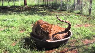 Tiger Temple (Official) - What happens when you give a tiger a small bathtub?