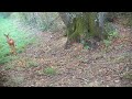 Animaux sauvages de nos forêts Partie 4 ( chevreuils, faisans, renard,...) - FULL HD