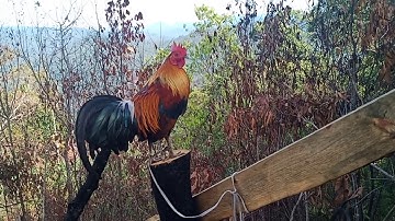 ไก่ต่อร้องเกั่งหสาย Suab qaib dib qua zoo part#1 2020