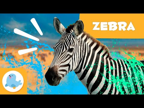 ZEBRA 🦓 Animais para crianças 🍃 Episódio 16