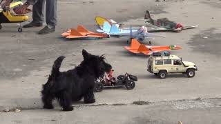 Dog vs RC Car