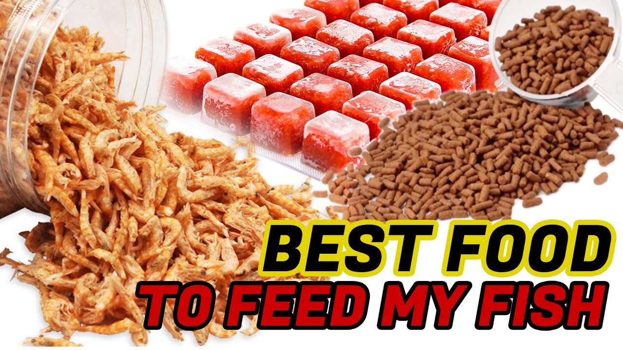 BEST FOOD TO FEED MY FISH Beginners Alternate food for Fish Food
