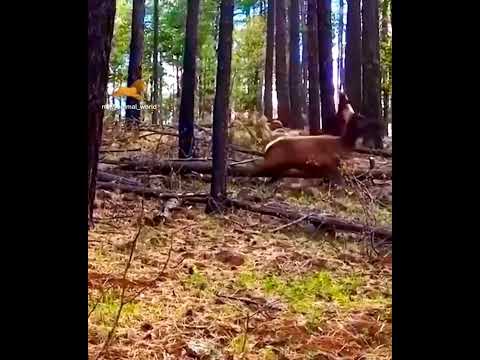 Mother deer saves her baby from an aggressive bear.