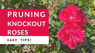 Pruning Knockout Roses