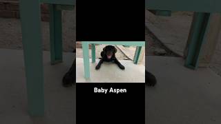 Puppy Aspen #dog #puppy #pets #cute #animals #babydog #cuteshorts #cutedog #doggielife