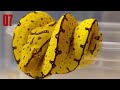 10 Most Beautiful Snakes In The World