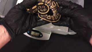 Ball Python Hatchling Male Sable Mojave Profile