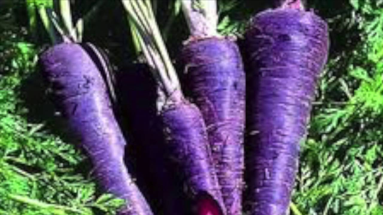 Things purple mandela effect youtube