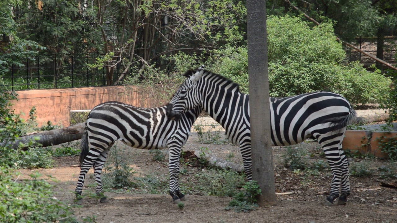 Zebras (Mysore Zoo, India) - YouTube