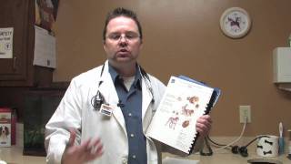 Dog & Cat Tips : Symptoms of Lyme Disease in Dogs