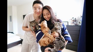 我們領養了第三隻貓CAT ADOPTION VLOG