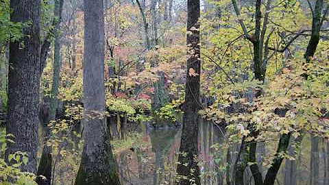 Cache River National Wildlife Refuge | Wikipedia audio article