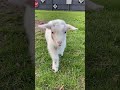 Baby goat!