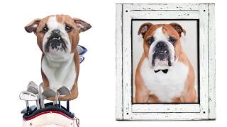 custom dog headcovers