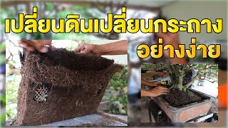 Bonsai Station เทคนิคการเปลี่ยนดินเปลี่ยนกระถางอย่างง่ายๆ (หมากเมเปิ้ล)