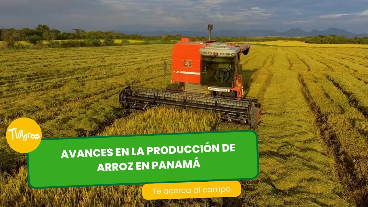 Avances en la producción de arroz en Panamá - TvAgro por Juan Gonzalo Angel Restrepo