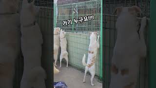 밖구경하는것이 낙인 아이들 온기와 사랑을 나눠주세요🙏🩵 #강아지 #유기견보호소 #강아지일상