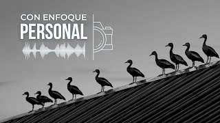 Fotografía de aves en blanco y negro, por qué no gustan? | Con Enfoque Personal | Podcast