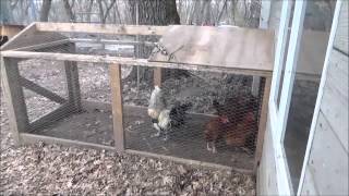 THE CHICKEN COOP. Minnesota. A Rooster In The Coop.