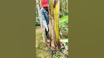 Farmer Uses “Magical Skill” to Cut Down Banana Tree!