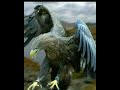 الصقر Shorts يا صقر ما كنت اخونك مع الديك حالات واتس اب تراث البدو والبادية الصقر Shorts يا صقر ما كنت اخونك مع الديك حالات واتس اب تراث البدو والبادية