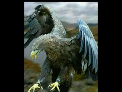 الصقر  يا صقر ما كنت اخونك مع الديك حالات واتس اب تراث البدو والبادية