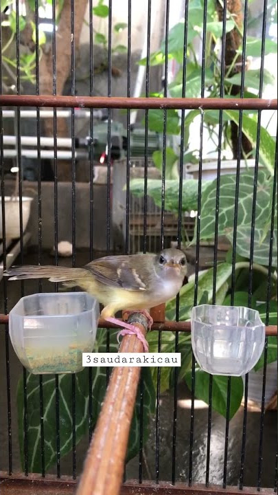 Ciri ciri memilih ciblek semi jantan trotol muda prospek