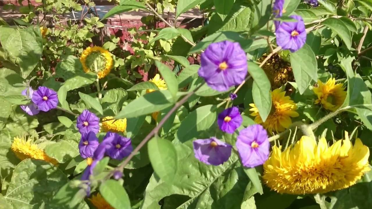 РАНТОНЕТТИ   картофельное дерево