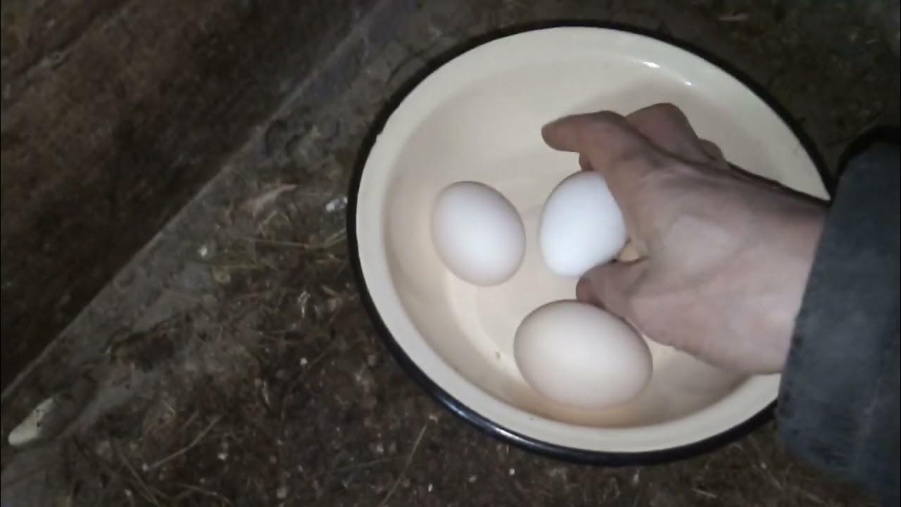 К чему снится собирать много куриных яиц. Сбор яиц. Автоматический сбор яиц. Сбор яиц наклонные. Гнезда со сбором яиц.