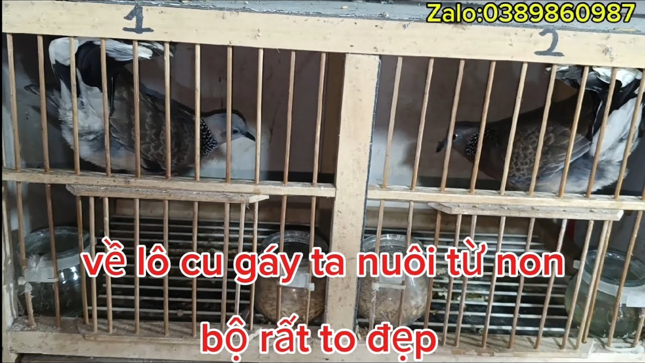 08/03: về lô cu gáy ta nuôi từ non bộ to đẹp giá rẻ:0389860987