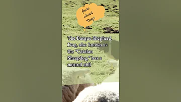 How Basque Shepherd Dogs Dance #shorts #short #shortvideo #viral #ytshorts #viralvideo #video