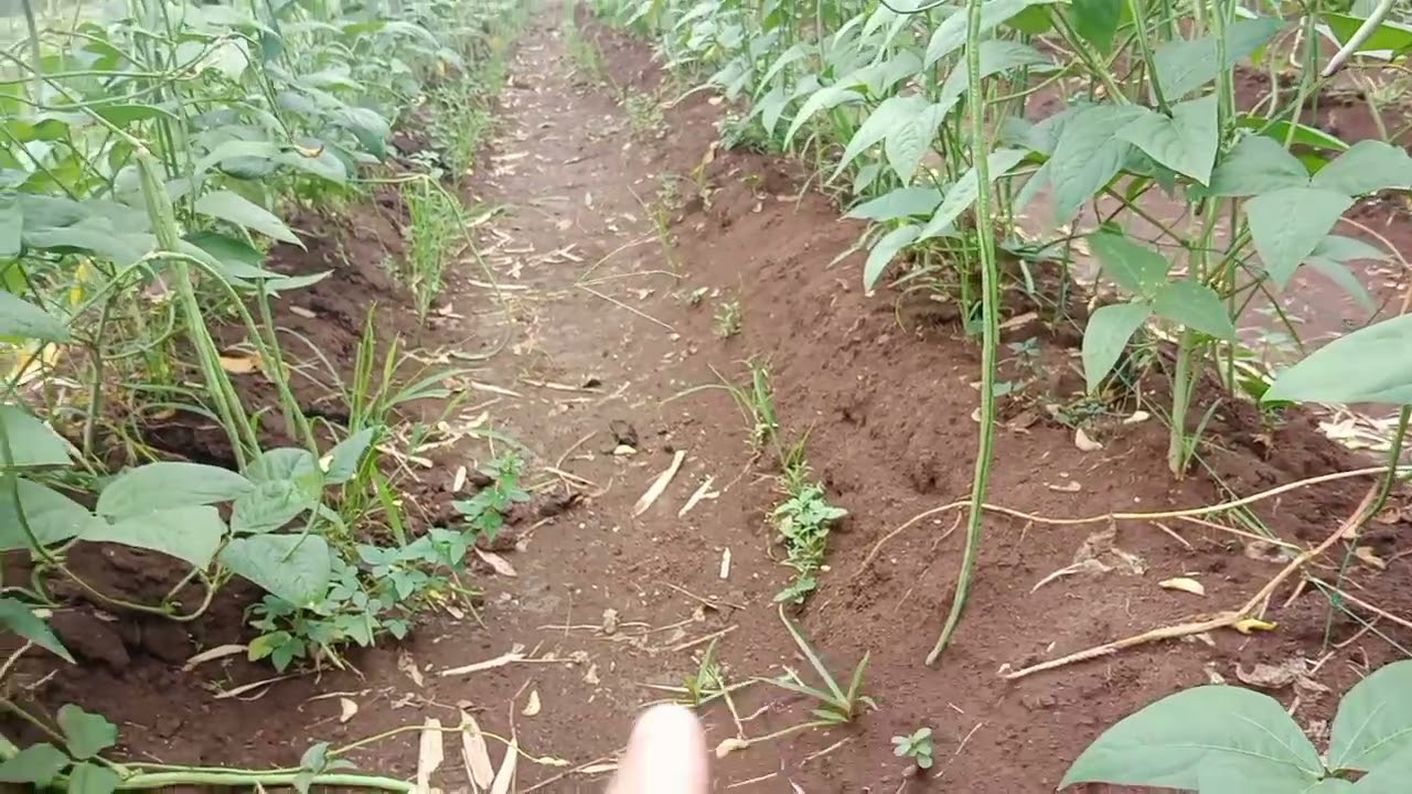 TIPS SA PAGTATANIM NG SITAW- NAGING SUCCESSFUL ANG TANIM KO NANG GINAWA KO ITO !