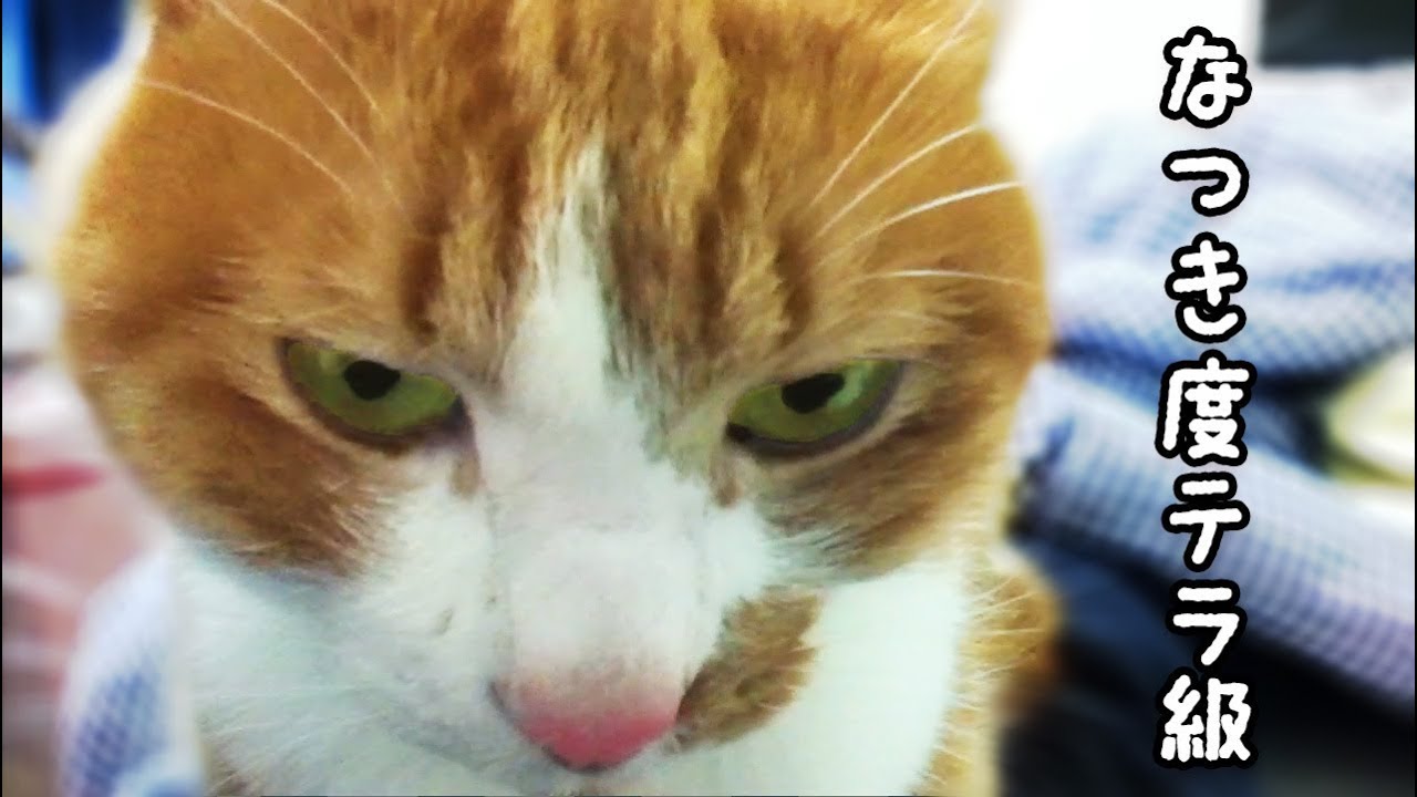 funny cats sleeping in weird positions compilation 2014 funnyplox 爆笑・なつき度テラ級!茶トラ猫〜鳴き声・ゴロゴロ・添い寝のフルコース - Tabby cat Mac which I take to you, and is degree tera grade.