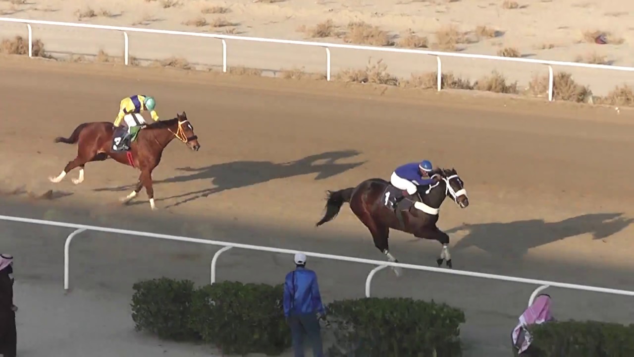 فروسية الخفجي - الحفل الرابع عشر - الشوط الخامس -  06/02/2018 الكأس