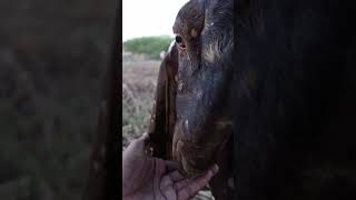 WILL MY GOAT EAT ALMONDS?
