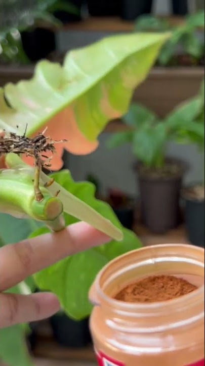 Propagating Philodendron Ring of fire #garden #philodendron #rareplants #houseplants #SHORTS