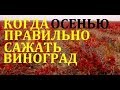 Когда правильно осенью сажать виноград  (When to plant grapes in autumn?)